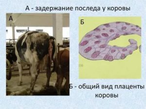 Что такое плацента у коровы