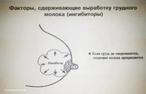 Чем питаться чтобы грудного молока было больше