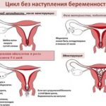 Как увеличить желтое тело при планировании беременности