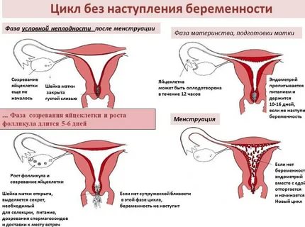 Когда девушка беременеет идут ли у нее месячные