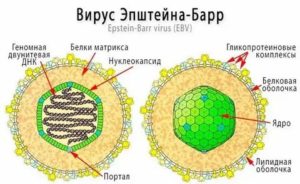 Как влияет вирус эпштейн барра на зачатие