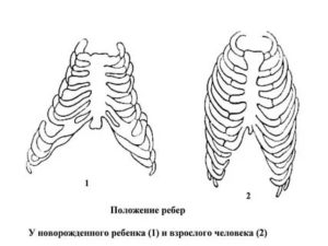 Сколько ребер у новорожденного ребенка