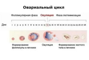 Как узнать в каком яичнике произошло зачатие