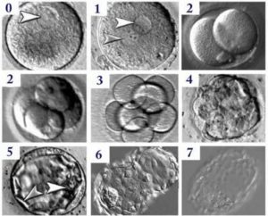 3вв эмбрион шанс на имплантацию при эко