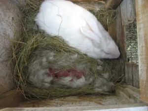 Почему крольчиха родила всех мертвых крольчат