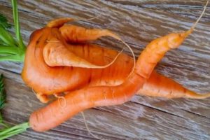 Почему плоды моркови уродливые