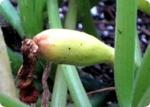 Почему загнивает плод кабачка на грядке
