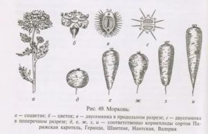 Как называется плод у моркови