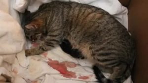 Почему кошка съедает своих котят после двух недель после родов