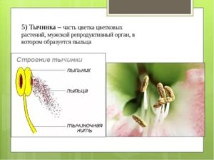 Как называется мужской репродуктивный орган цветка