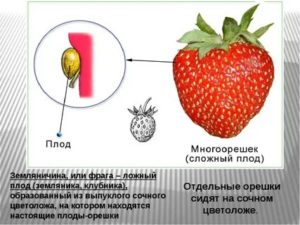 Как называется плод земляники википедия