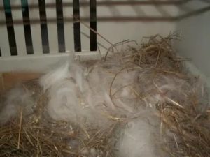 Почему крольчиха не делает гнездо перед родами