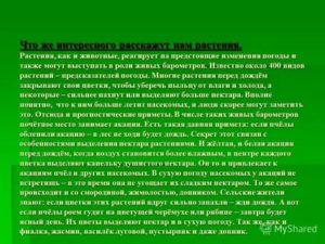 Может ли плод реагировать на смену погоды