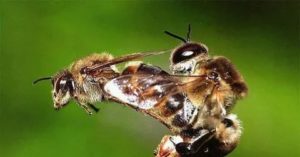 Как происходит оплодотворение пчелиной матки