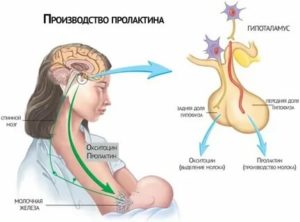 Как повысить пролактин для лактации народными средствами