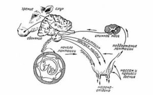 Как прекратить лактацию у коровы