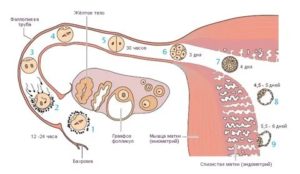 Через сколько дней после зачатия происходит оплодотворение яйцеклетки по дням