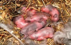 Как крольчиха ухаживает за своими новорожденными крольчатами