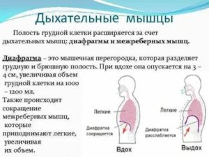 Чем отличается дыхание диафрагмой от грудного дыхания