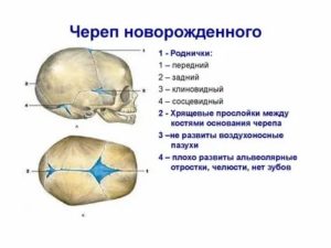 Когда срастаются кости черепа у новорожденного ребенка