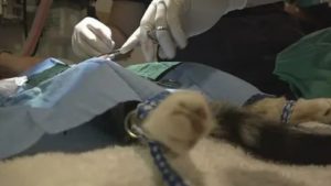 Может ли стерилизованная кошка родить котят