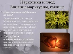 Как марихуана влияет на развитие плода