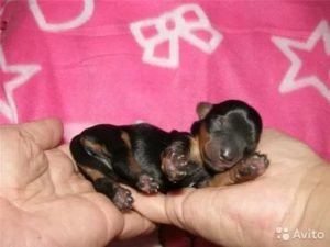 Сколько может весить новорожденный щенок