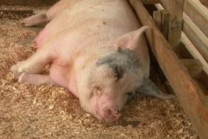 Почему свинья не беременеет