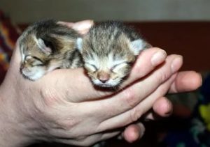 Сколько новорожденные котята слепые