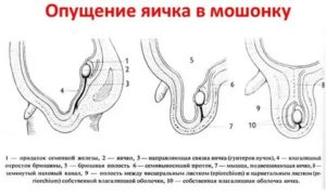 Когда у новорожденных опускаются яички комаровский