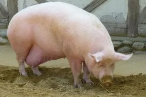 Почему свинья не беременеет