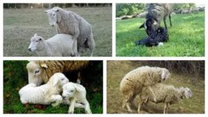 Сколько времени овечка вынашивает плод