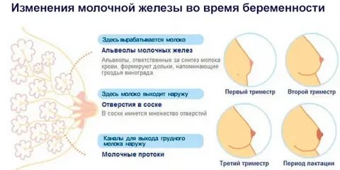 Когда начинает болеть молочные железы после зачатия отзывы