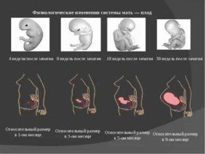 Четыре недели беременности от зачатия развитие плода и ощущения