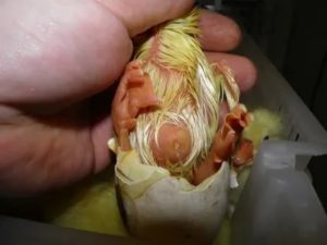 Что делать если у цыпленка не втянулась полностью пуповина