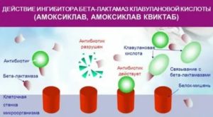 Как влияет амоксиклав на зачатие