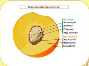 Что такое особенности строения плода