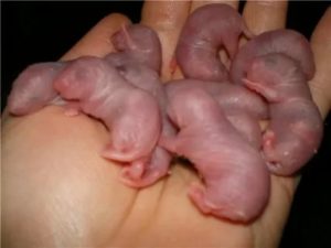 Можно ли брать в руки новорожденного крысенка