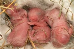 Почему крольчиха во время родов умерла