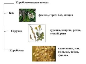 Как называют плоды фасоли гороха акации называют