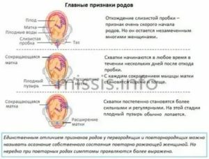 Когда отходят воды через сколько начинаются схватки у собаки