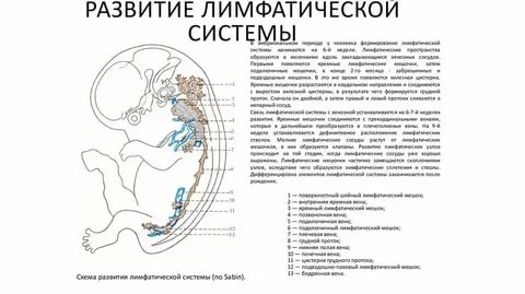 Когда формируется лимфатическая система у плода