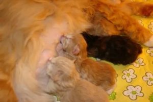 Почему у кошки твердый живот после родов