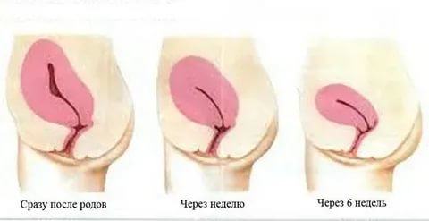 Сколько времени после родов восстанавливается шейка матки