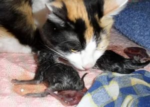 Почему кошка после родов ест своих котят