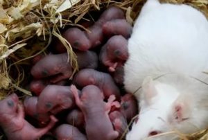 Сколько раз в год может родить крыса