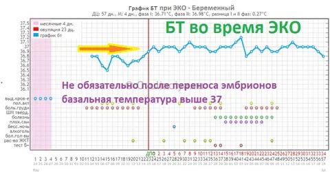 Базальная температура после переноса эмбриона после эко