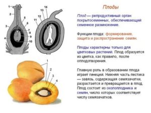 Что такое плод у покрытосеменных растений