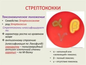 Чем опасен стрептококк для новорожденных