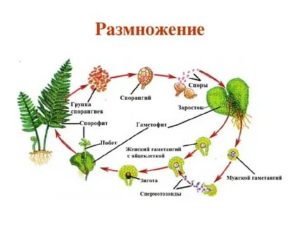 Что необходимо для оплодотворения папоротникам хвощам и плаунами и хвощами